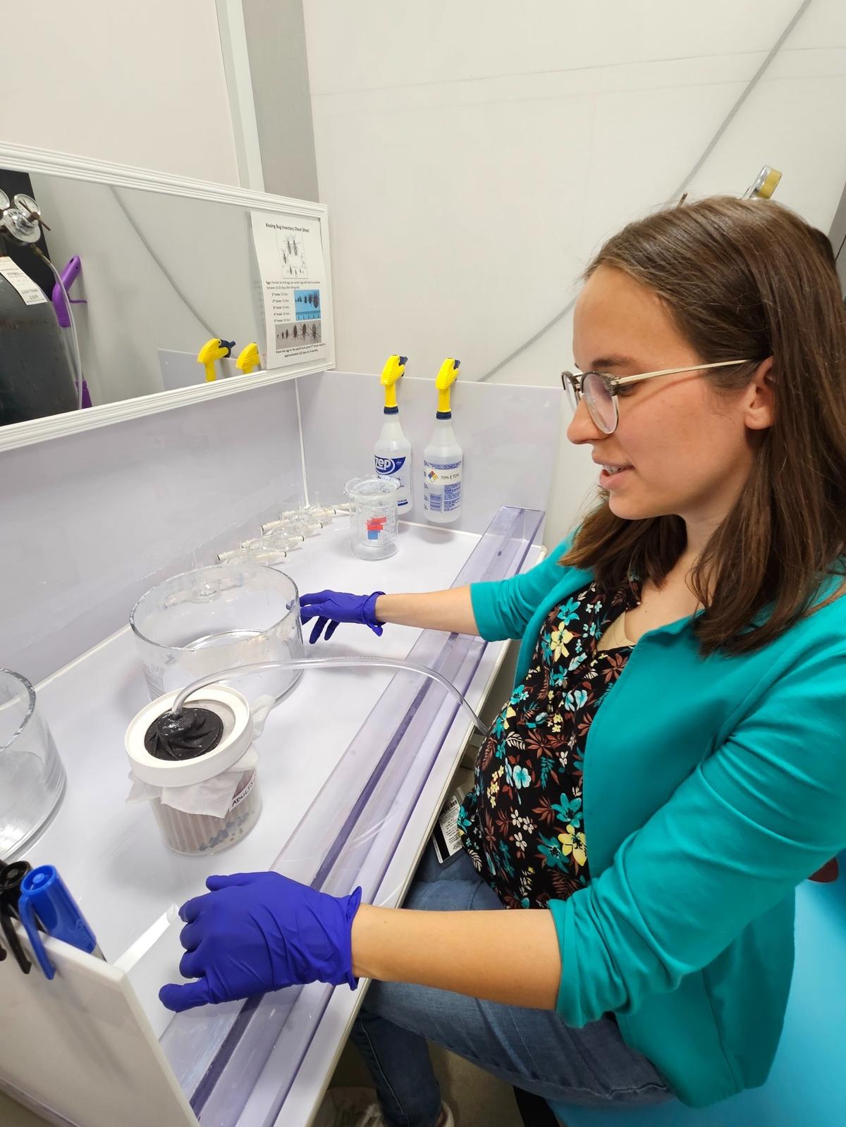 Ruby Harrison, becaria postdoctoral de la Universidad de Georgia, pone a las vinchucas infectadas con el parásito&nbsp;Trypanosoma cruzi&nbsp;a dormir con gas. 