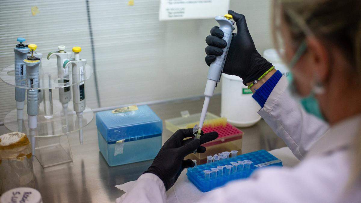 La técnica de laboratorio Luciana Plum demuestra un proceso de extracción de ADN en el Laboratorio de Genética de Poblaciones y Evolución del Instituto de Diversidad y Ecología Animal (IDEA-CONICET-UNC), en la Facultad de Ciencias Exactas, Físicas y Naturales (FCEFyN) de Córdoba, Argentina, el 13 de mayo de 2026.