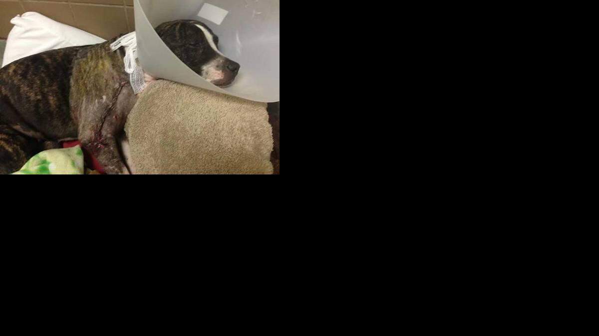 perra que fue encontrada malherida y atada a una vía de tren, informó el jueves un medio local. Tampa Bay Times
