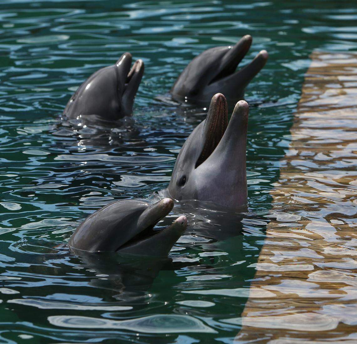 An unusually high number of dolphins died at the Miami Seaquarium from March 2019 to April 2020.