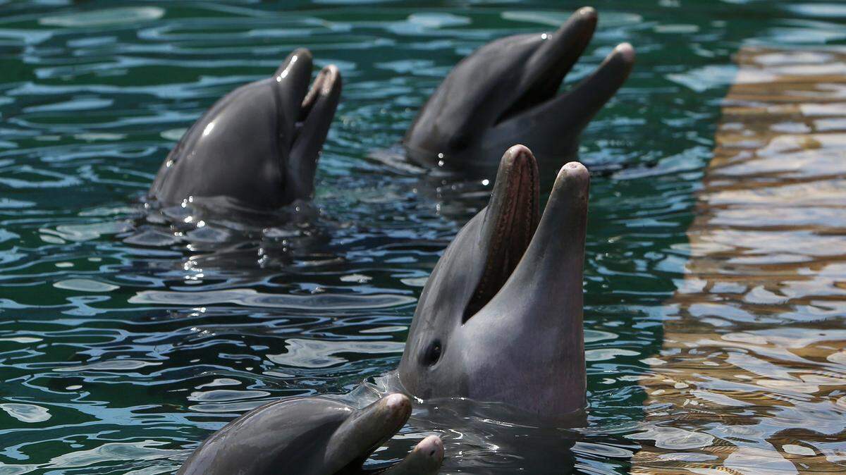 Si el Miami Seaquarium cierra, ¿qué ocurrirá con los delfines y otros cientos de animales bajo el cuidado de este parque con ánimo de lucro? Por ahora, es una pregunta hipotética, ya que el Seaquarium promete pelear contra la fecha límite del 21 de abril fijada por el Condado Miami-Dade para que desocupe sus instalaciones frente al mar.