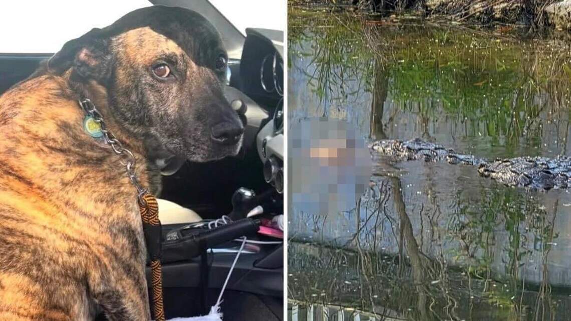 Cocodrilo ataca y mata a un perro en South Miami y la Policía lanza una advertencia