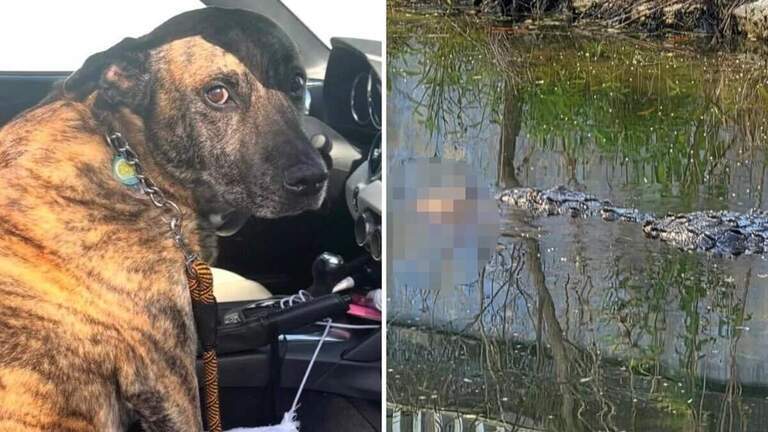 Cocodrilo ataca y mata a un perro en South Miami y la Policía lanza una advertencia