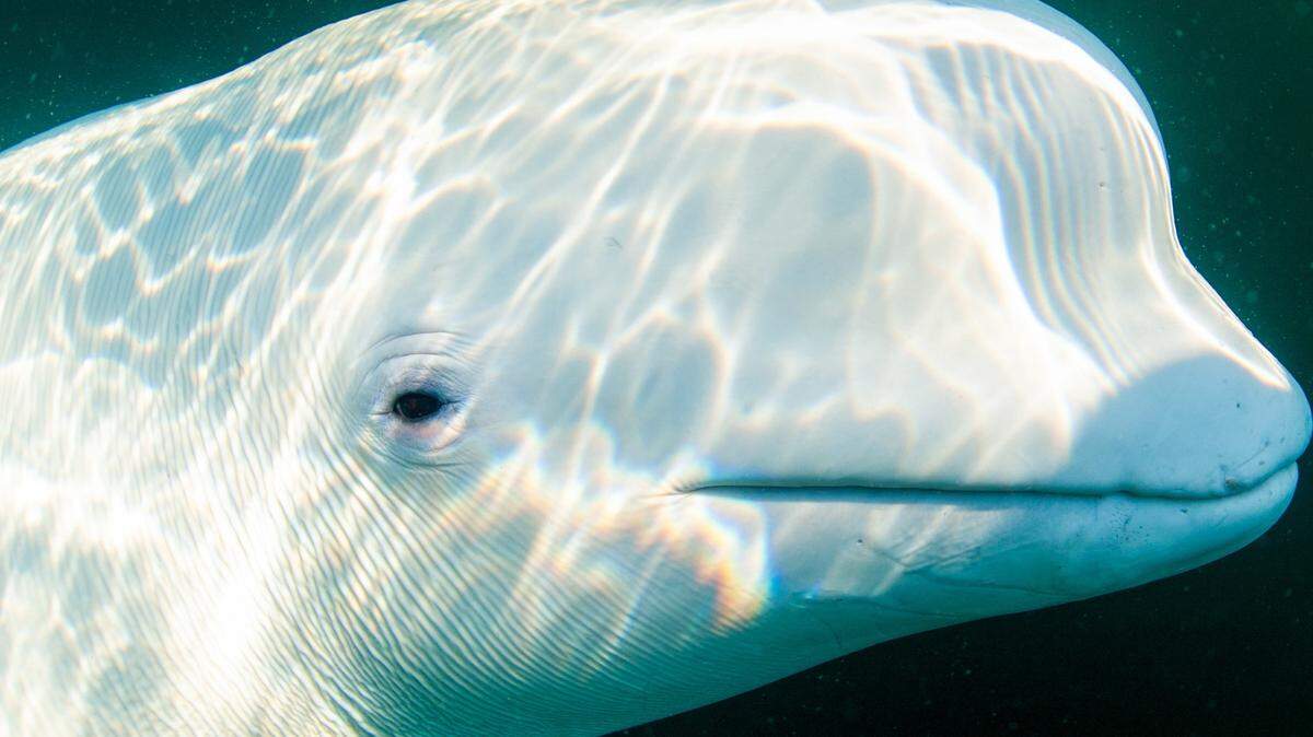 Foto de archivo. Una ballena beluga en el estrecho de Starka, entre las islas Russky y Popova. 