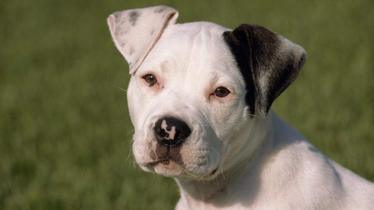 Imagen de archivo de un bulldog americano.