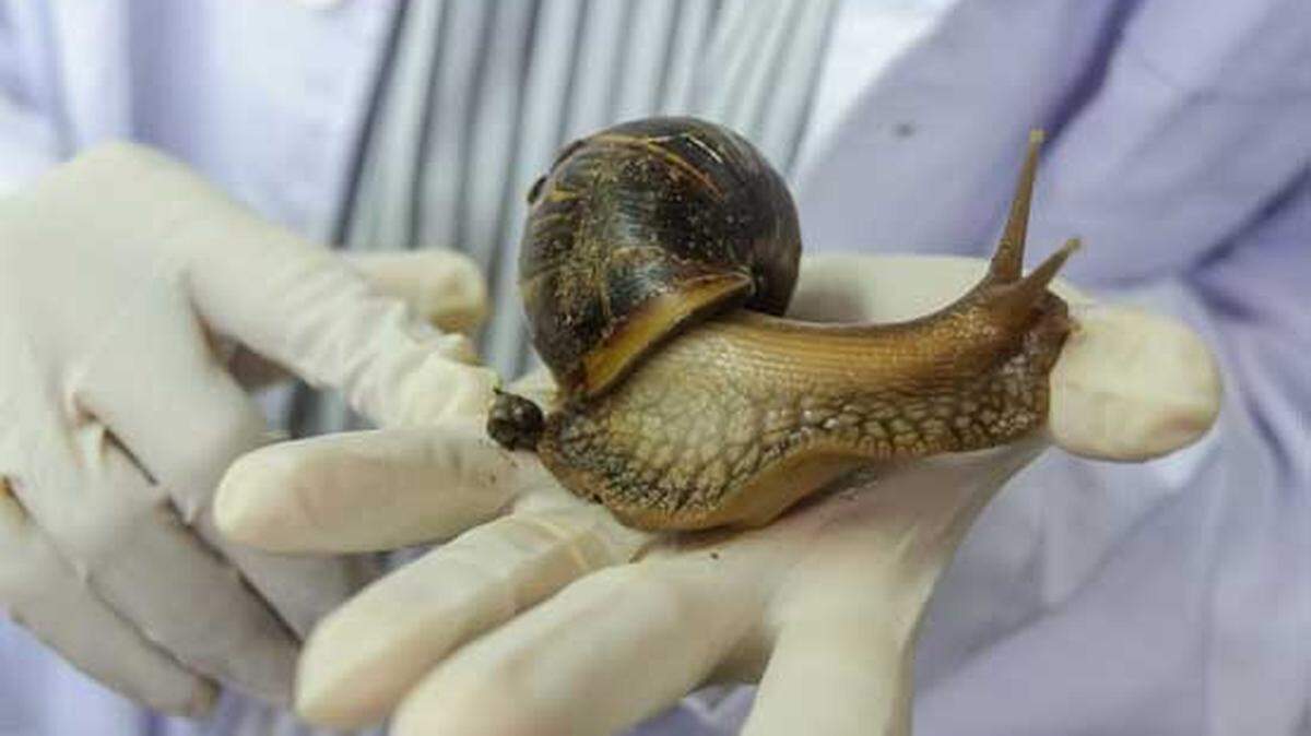 Un científico cubano muestra un ejemplar del caracol gigante africano en La Habana.
