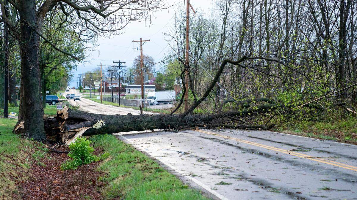 Los fuertes vientos tumbaron un árbol en la calle St. George en Evansville, Indiana, el martes 2 de abril de 2024.