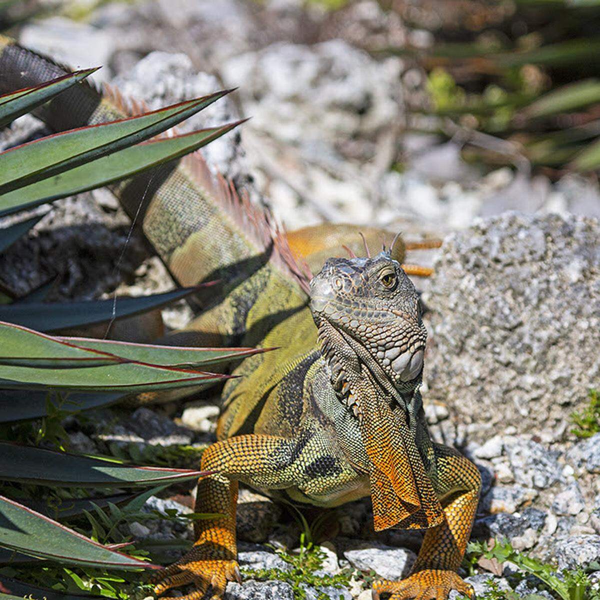 Las iguanas verdes no nativas y otros reptiles no nativos pueden entrar en un estado de letargo.