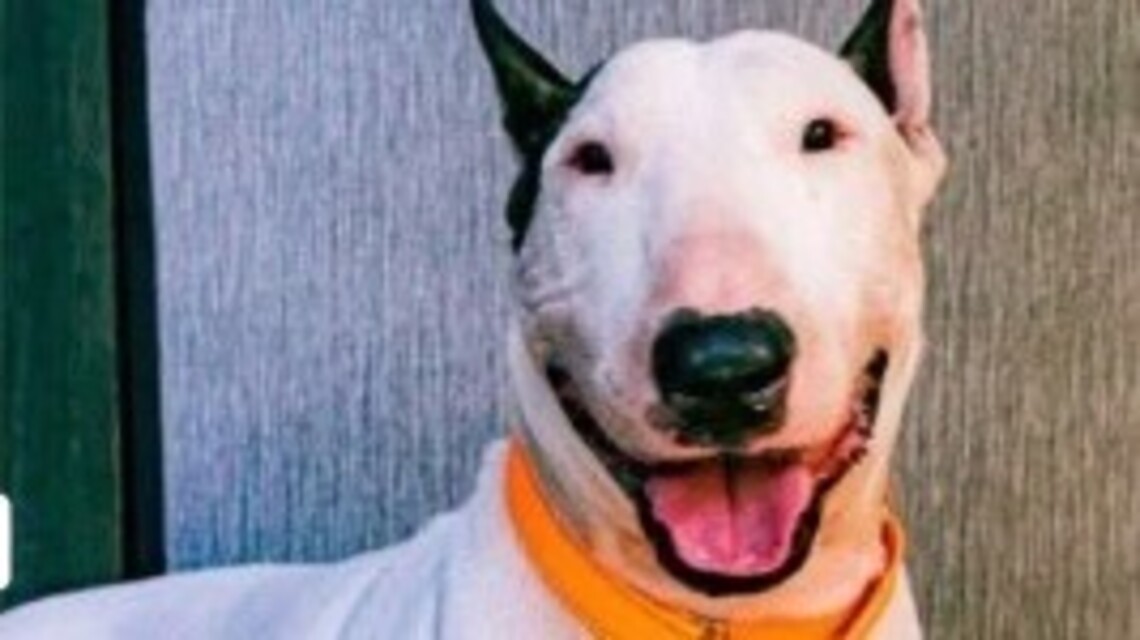 Arrestan a sospechoso de abandonar a perro antes del huracán Milton en carretera de Florida