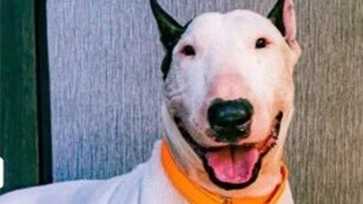 Las autoridades dijeron que el perro que se llamaba Jumbo presuntamente fue abandonado por el sospechoso quien alegó que supuestamente lo dejó al no encontrar a nadie que lo cuidara antes del huracán Milton.