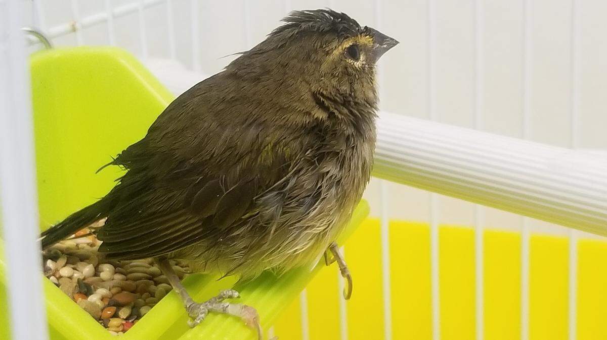 One of the two smuggled tomeguines from Cuba that arrived at Miami International Airport.