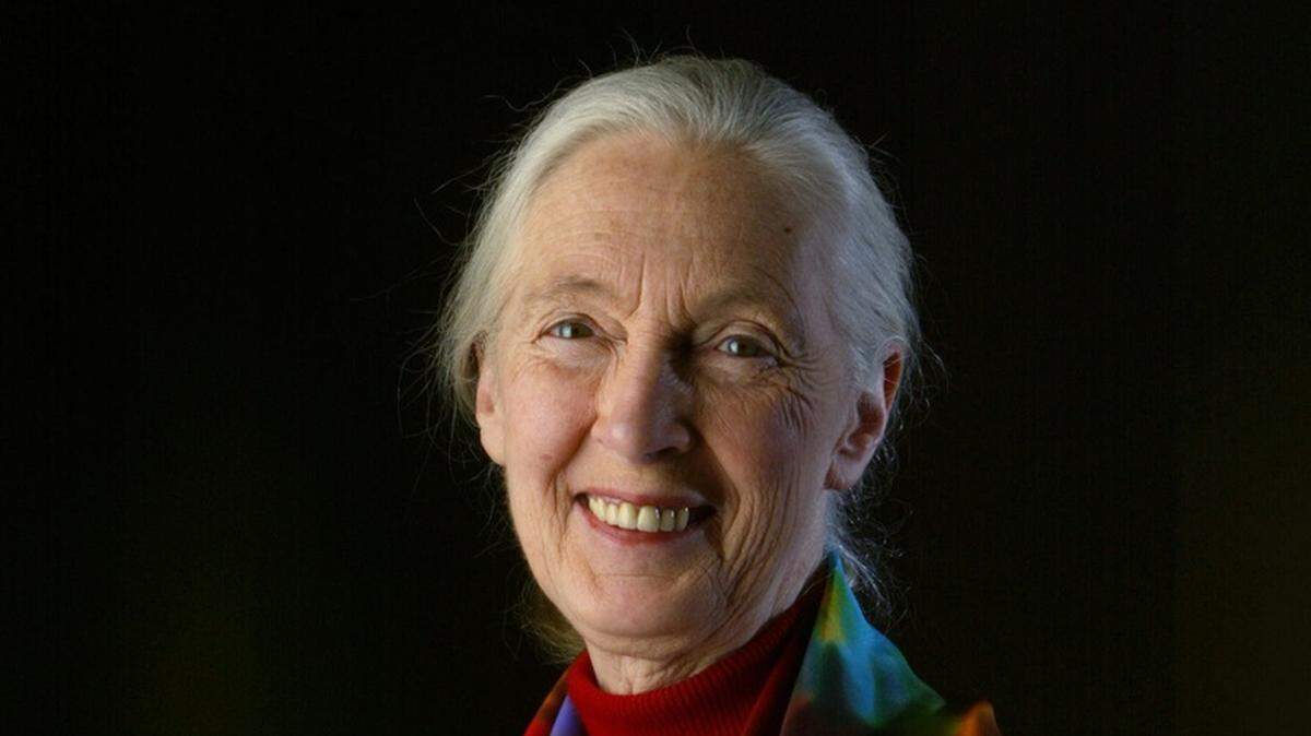 Jane Goodall posa para un retrato, en esta foto del 4 de marzo de 2004. La reconocida pionera del estudio de los chimpancés falleció a los 91 años el miércoles 1 de octubre de 2025.