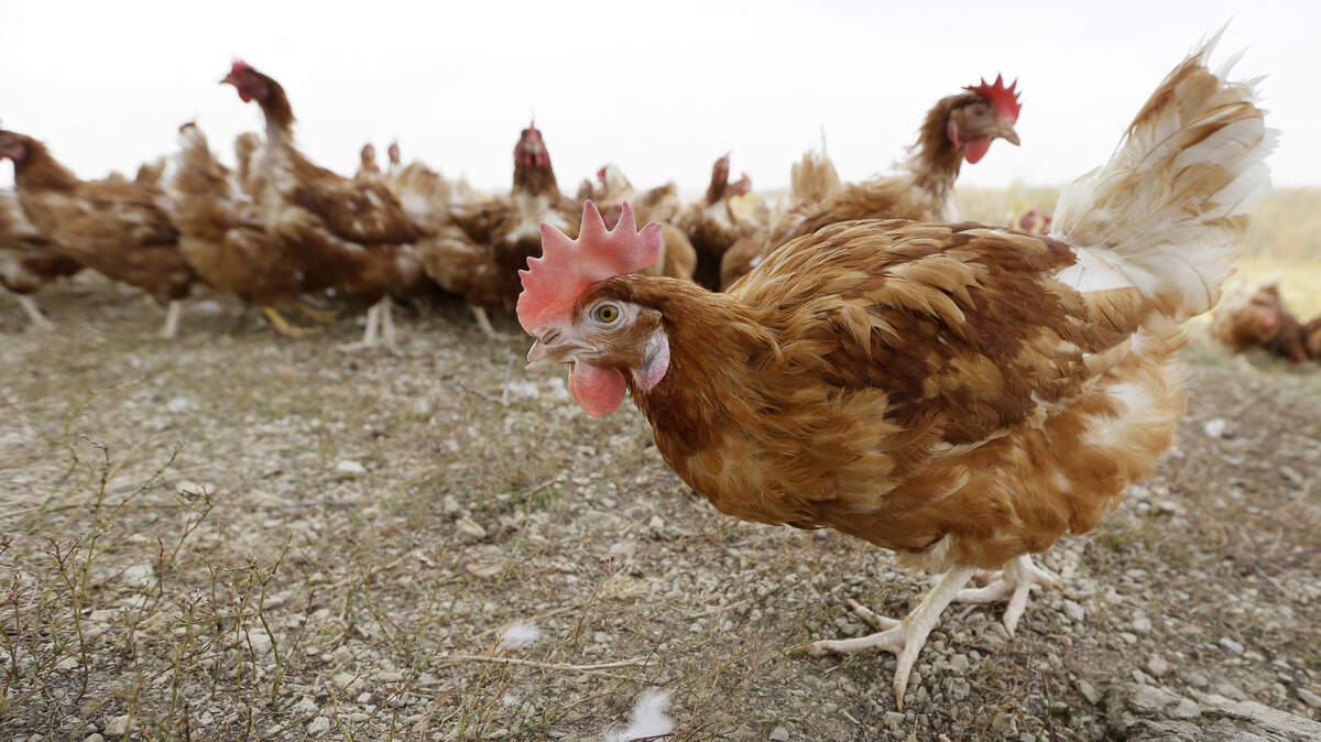 Fotografía de archivo tomada en octubre del 2015 de varias gallinas en una granja orgánica en Iowa.