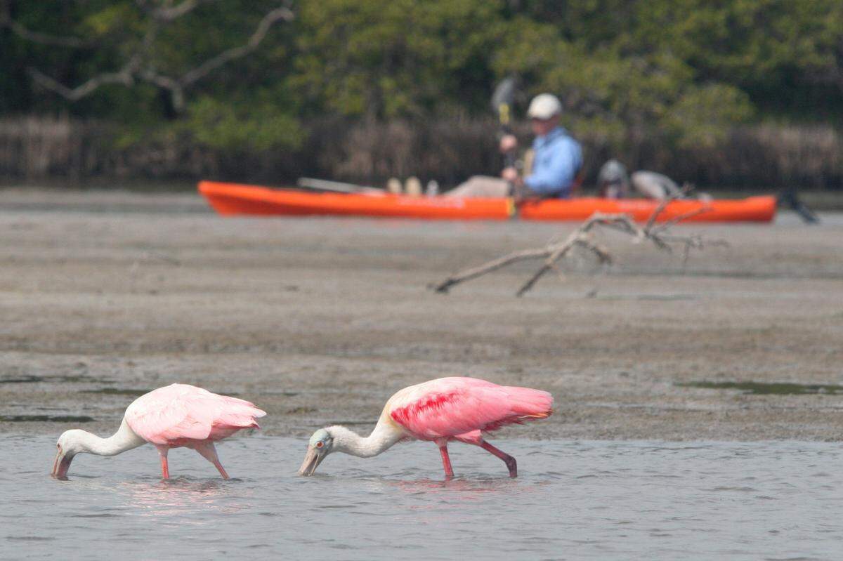 Everglades National Park cuenta con más de 800 especies de animales.