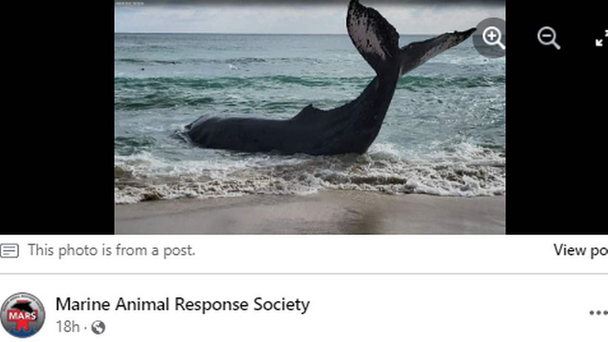 Una ballena jorobada que desapareció misteriosamente hace 30 años es hallada en isla de Canadá. El incidente no terminó bien.