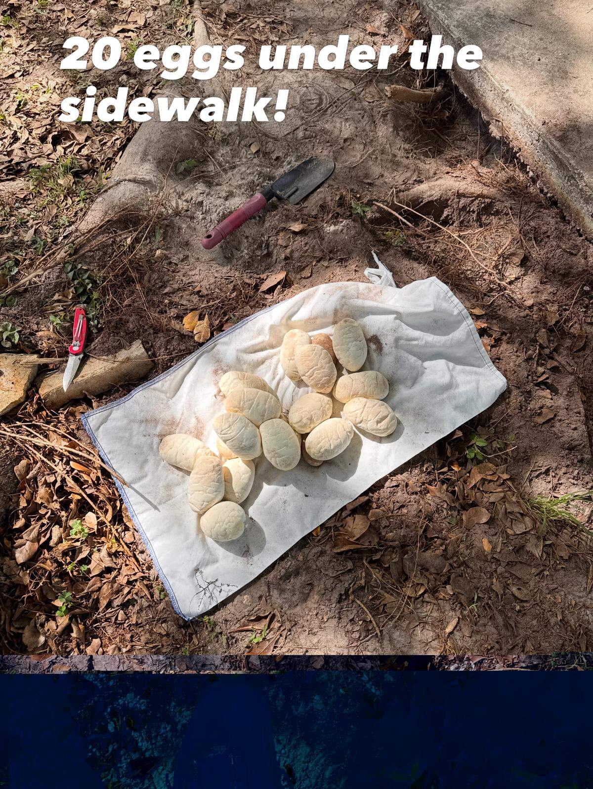 Los 20 huevos de la pitón birmana debajo de una acera en el sur de Florida.