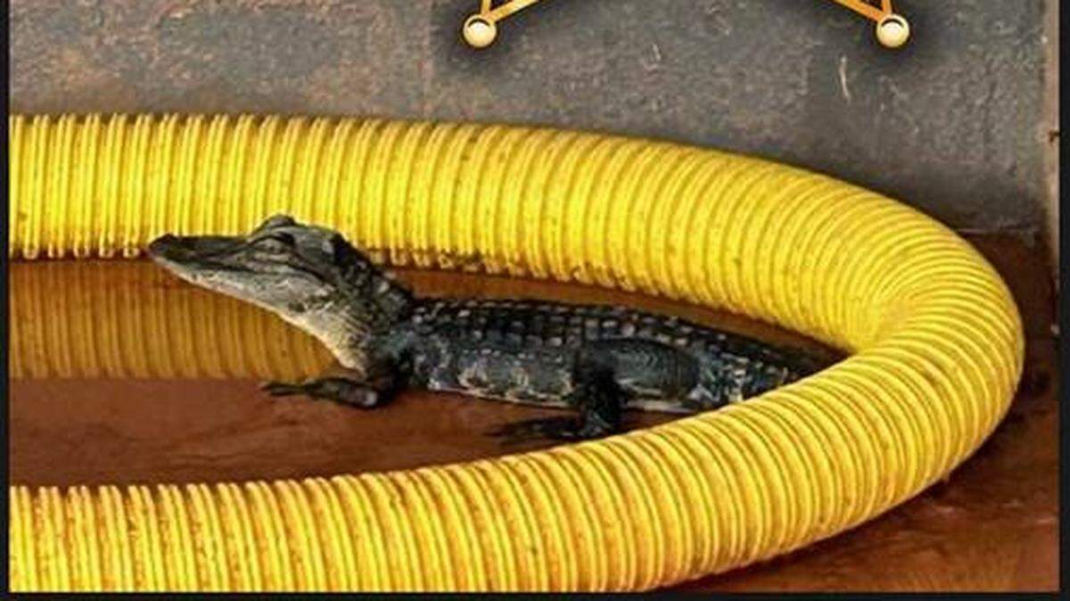 El Departamento de Policía del Condado Polk, Florida, reportó la presencia del reptil en la Fort Meade Middle/Senior High School.