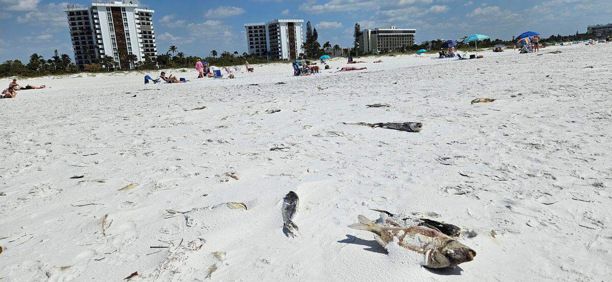 Los visitantes caminaron de puntillas alrededor de los peces muertos que la playa Lido que la marea roja continúa afectando las playas de Florida durante la temporada turística.