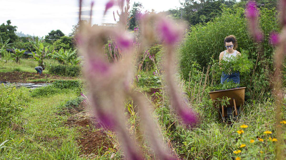 How to start a sustainable farm project in your community
