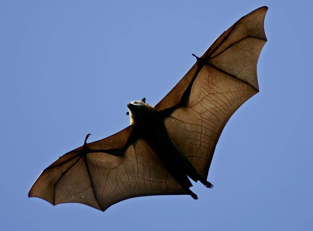 Zorro volador, la especie más grande de murciélago en Australia.