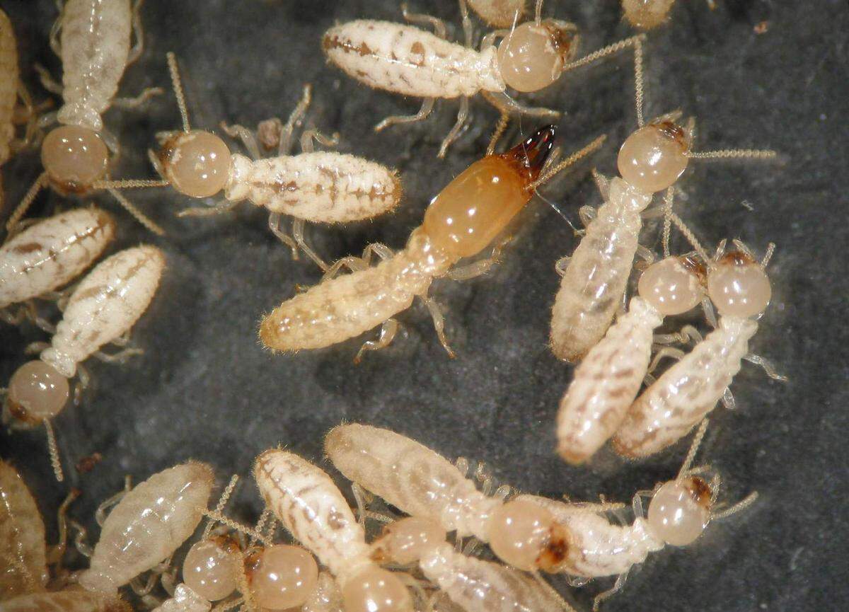 La termita subterránea de Formosa y la termita subterránea asiática, dos especies invasoras, se han establecido en algunas de las principales áreas urbanas de Florida.