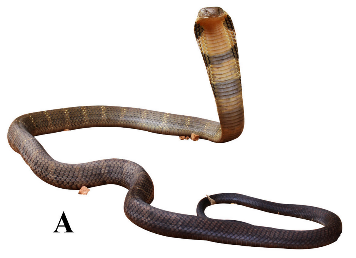 Una Ophiophagus kaalinga, o cobra real Western Ghats.