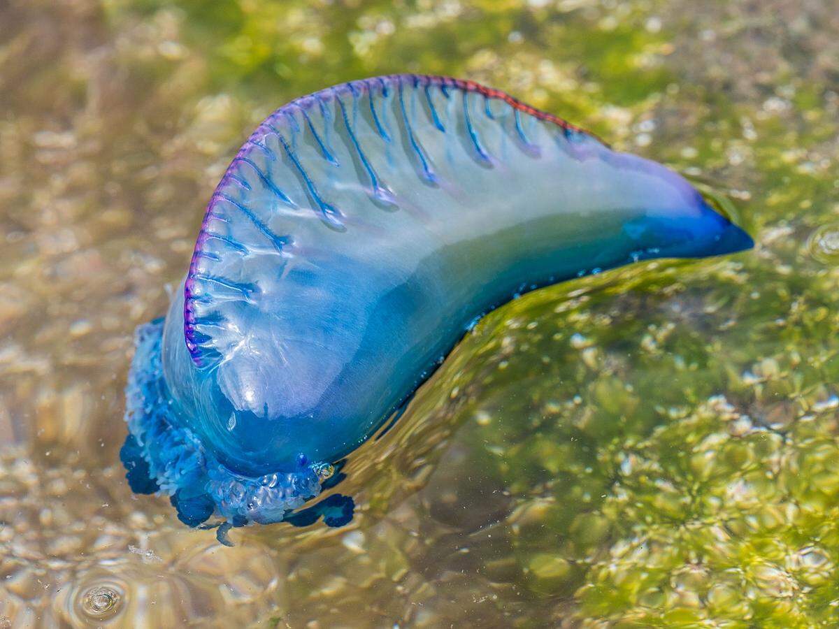 Los anglosajones la llaman&nbsp;'portuguese man of war', es decir, buque de guerra portugués.