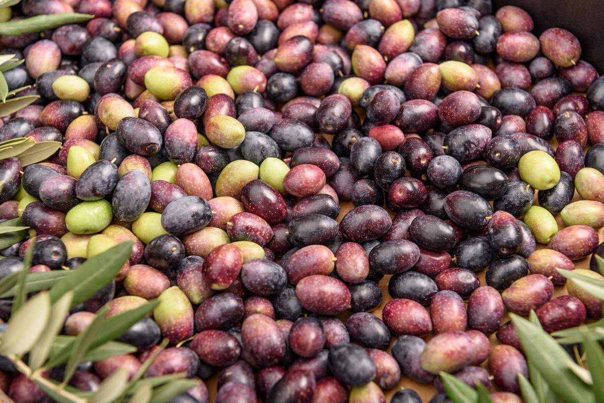 Las propiedades saludables del aceite de oliva son conocidas desde hace tiempo. Pero un estudio reciente ha puesto de manifiesto los efectos beneficiosos del extracto de alperujo, un subproducto que se genera durante la elaboración del aceite de oliva. 