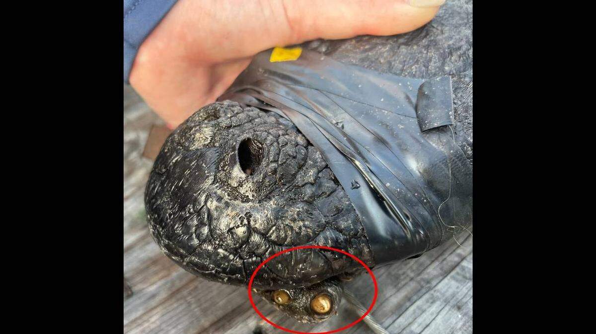Un cocodrilo de siete pies capturado en pantano de Georgia tuvo a los investigadores buscando explicaciones después de descubrir que tenía un misterioso apéndice en la mandíbula con dientes.