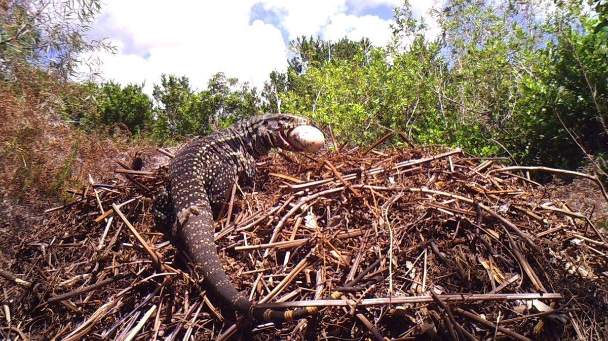 Un tegu argentino blanco y negro se come un huevo de un nido de cocodrilo en el sureste de Florida, en agosto de 2013.