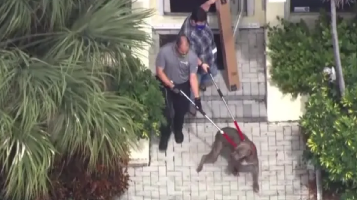 Una mujer murió y otra permanece hospitalizada por el ataque este jueves de un perro en un centro de acogida de animales del condado de Broward, en el sureste de Florida, Estados Unidos, informaron medios locales.