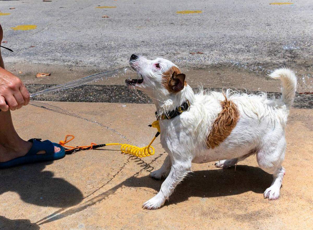 Beachgoer Julia Brad sprays water on her dog to cool him off from the extreme heat at Haulover Park Beach on May 28, 2024. More heat advisories are on the way in South Florida.