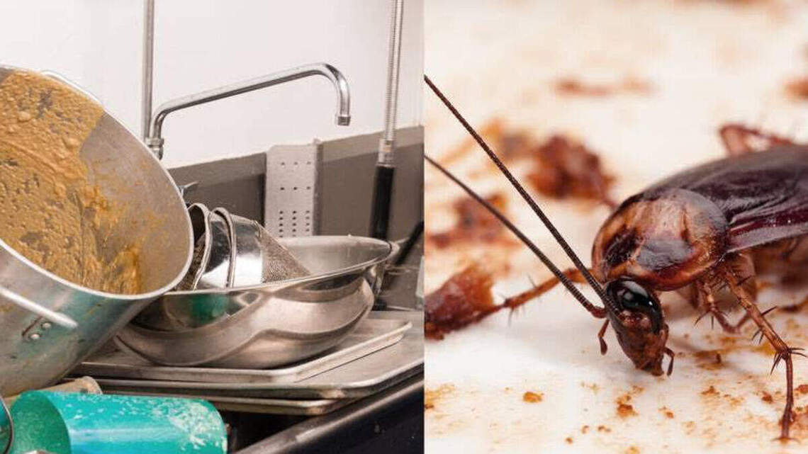 Cucarachas en el arroz. Moscas en los pasteles. Entérate de las inspecciones de restaurantes en el sur de la Florida