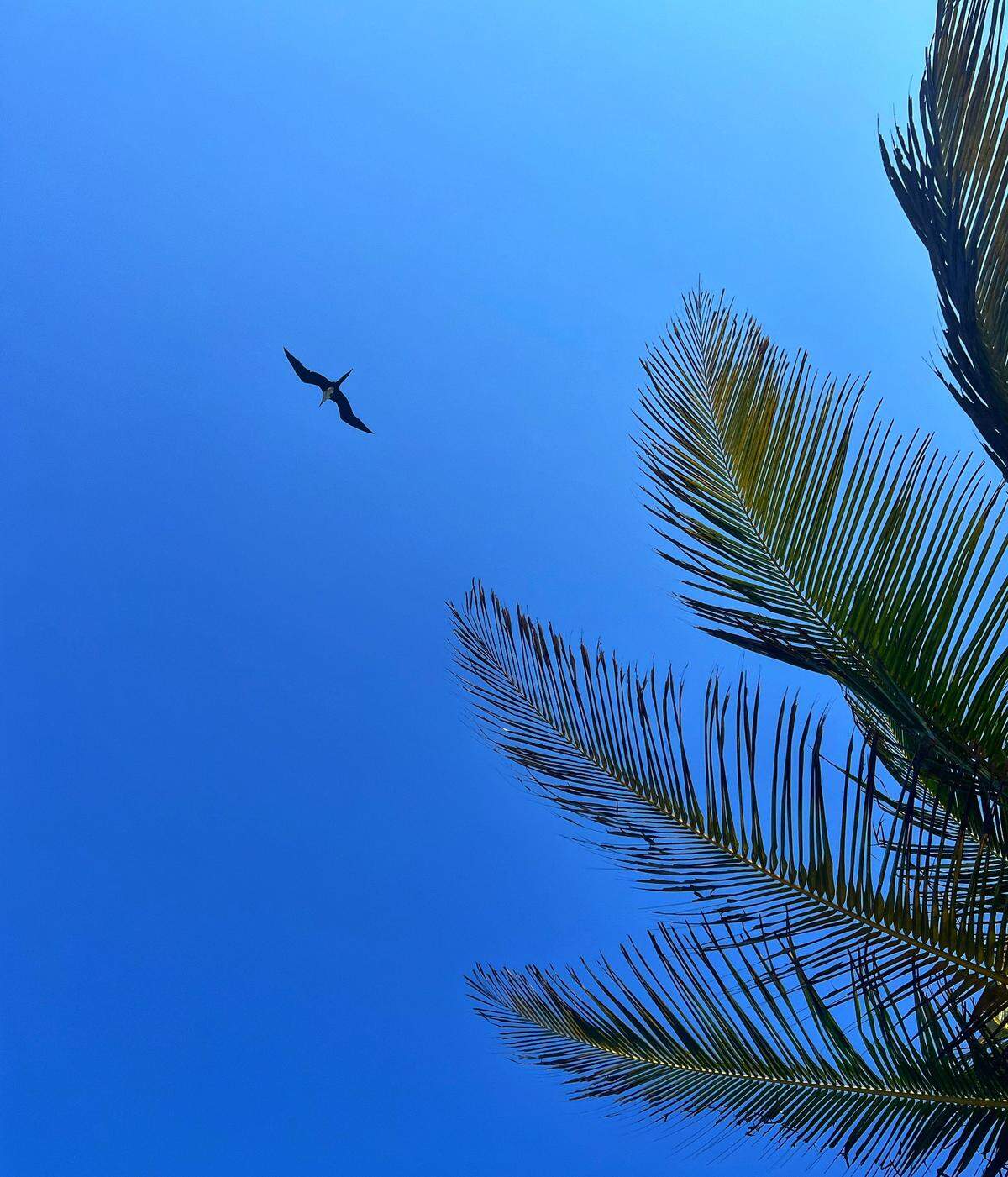 Fragata volando en Cayo Ambergris.