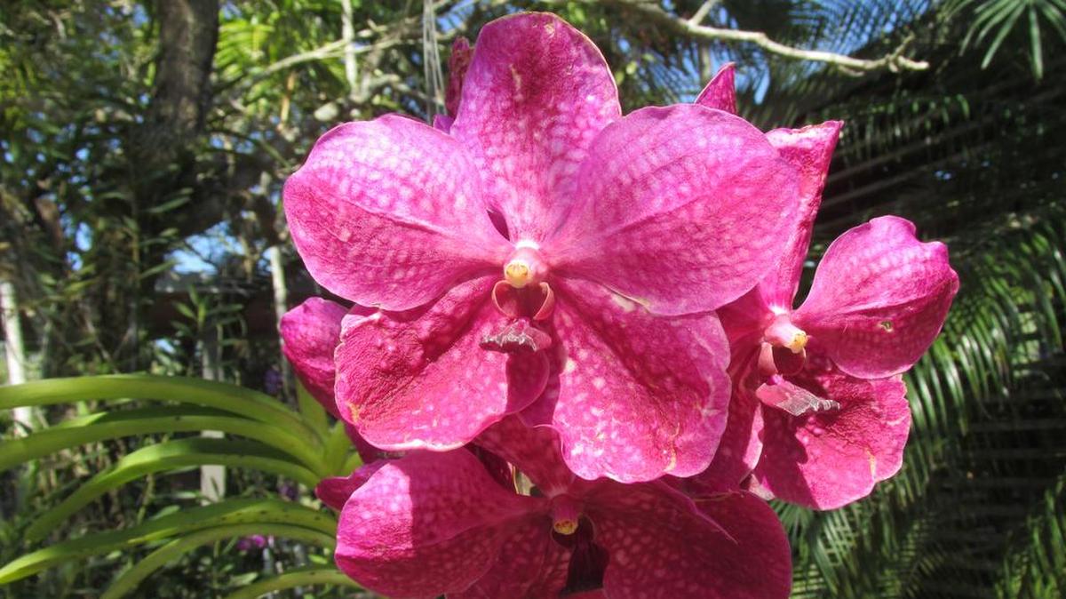 No existe un verdadero jardín en el que no reinen las orquídeas. Vandas, oncidiums, y sobre todo, catleyas, son las joyas a mostrar a los visitantes.