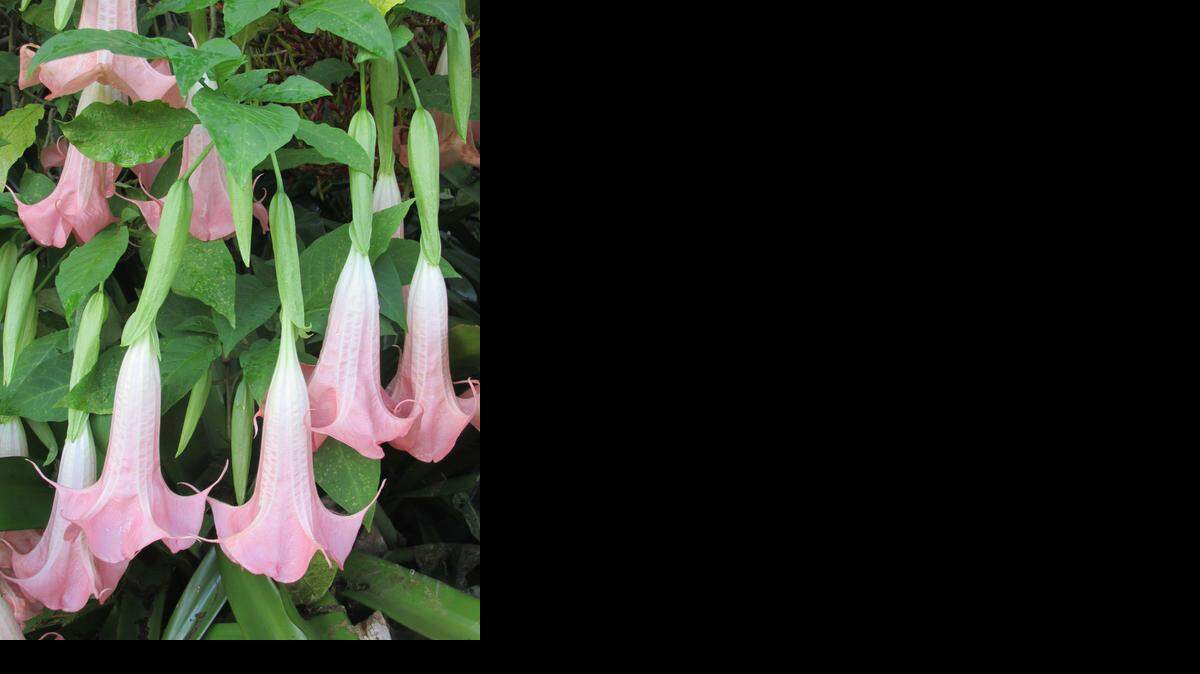 
La Datura X Insignis (Trompeta de angel rosada) es la más popular de este género en los jardines miamenses. También se ven bastante las blancas: Suaveolis.
