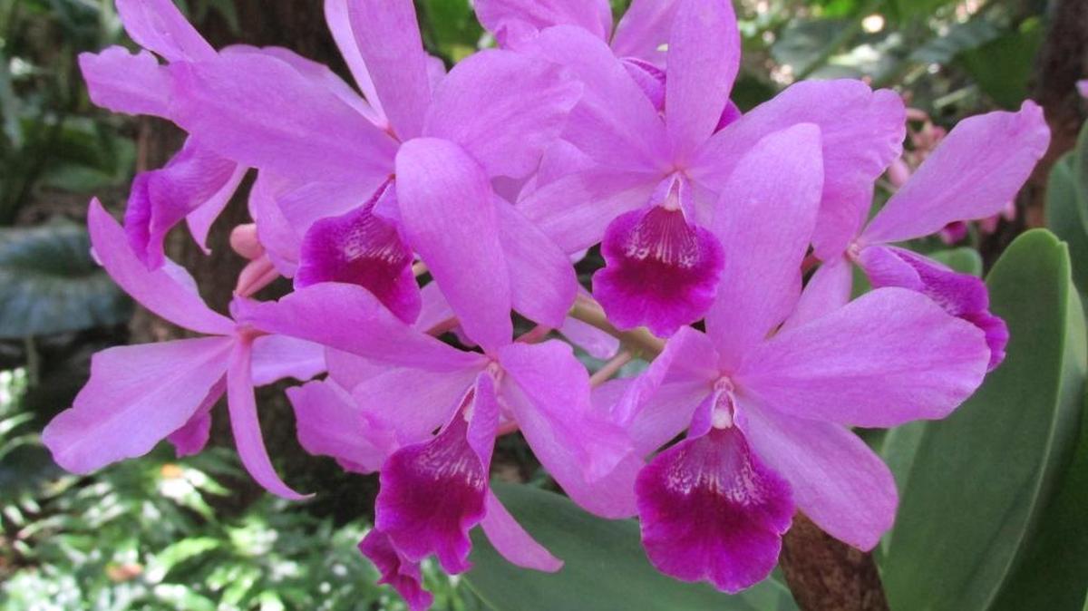 Las orquídeas son un poco quisquillosas, pero una vez establecida la relación adecuada con su "encargado", dan bellas recompensas al jardinero.