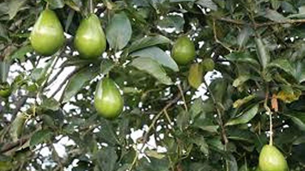 El aguacate es cada día más importante, ya que los que se venden en los mercados son de variedades limitadas.