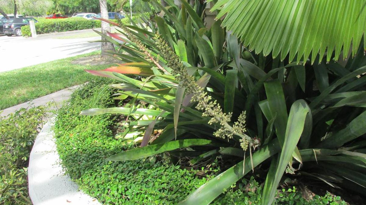 Muchas bromelias dan lo mejor de sí en invierno