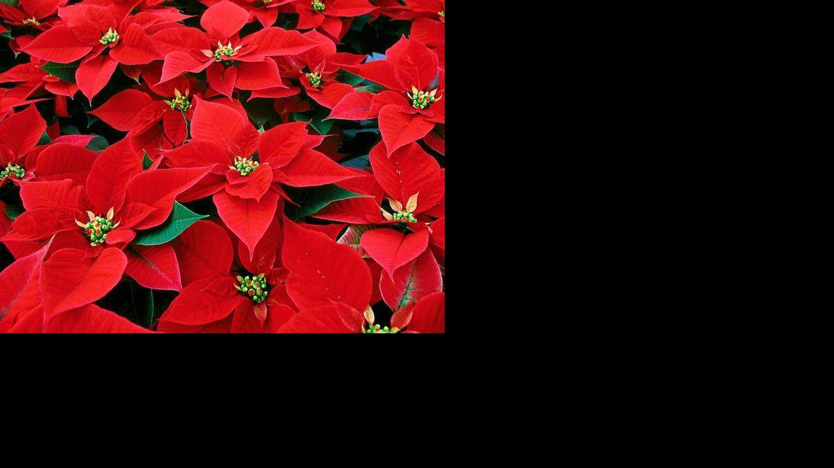 
Las bellas Flores de Pascua (Euphorbia pulcherrima) pueden ser plantas estables que le den su ‘show’ todos los años, y cada vez más y mejor, pues crecen hasta convertirse en arbustos impresionantes. 
