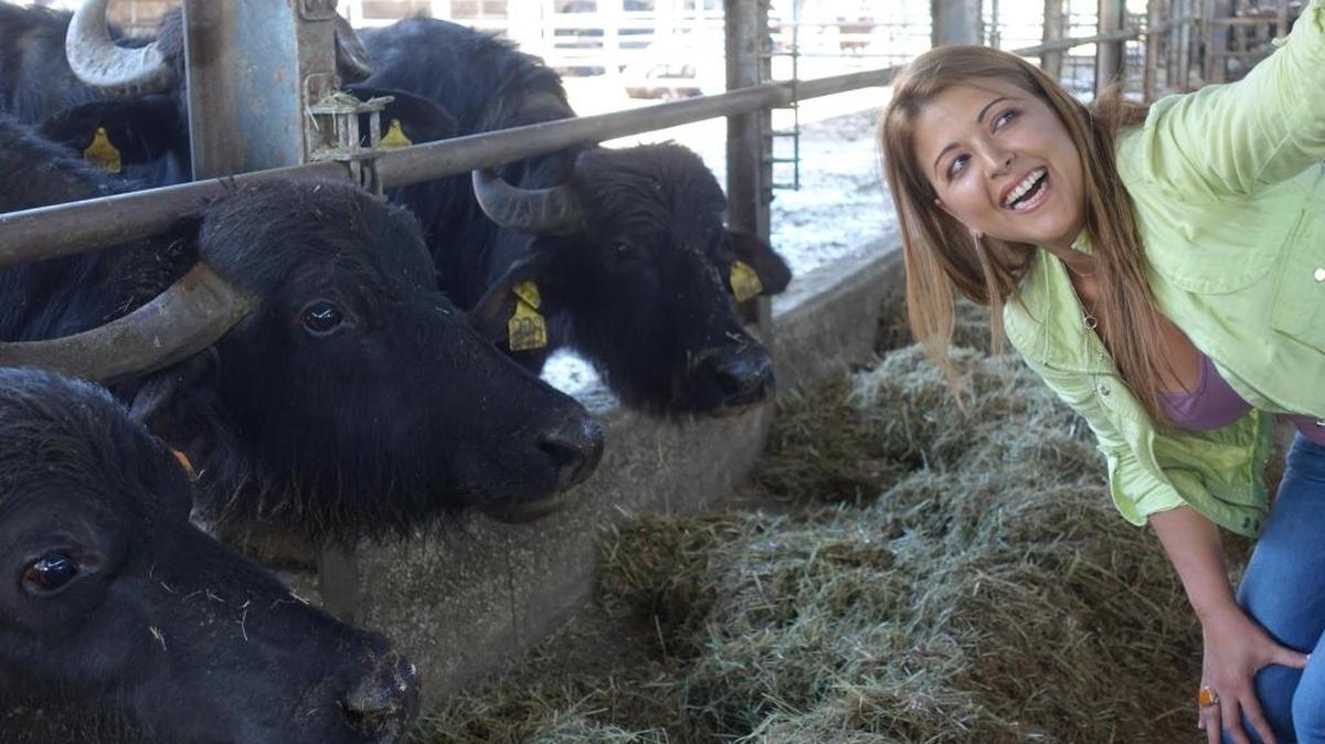 Después de hacerme un selfie con algunas búfalas, aprendí que la palabra mozzarella viene de ‘mozzare’ que significa ‘cortar’.