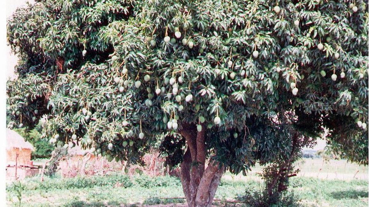 Árbol de mango.