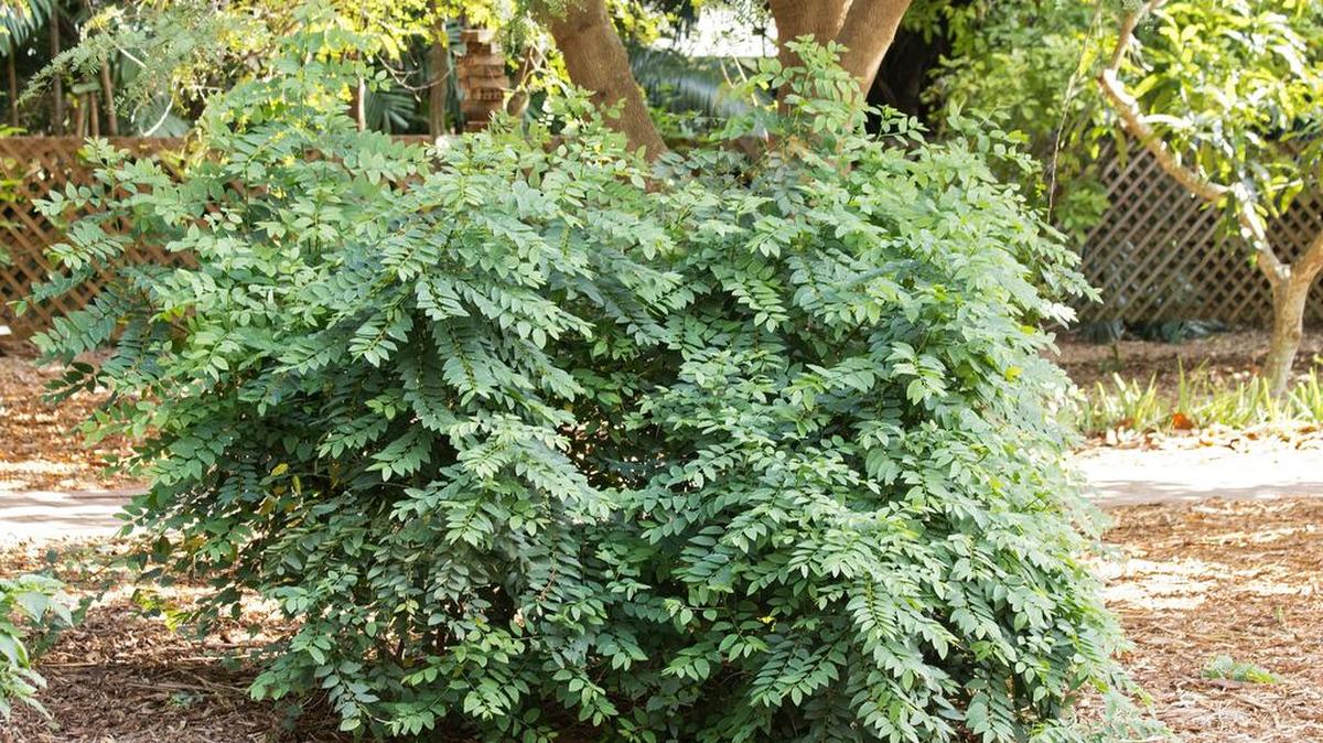 Katuk (Sauropus androgynous) es un vegetal de hojas verdes muy común en gran parte de Asia.
