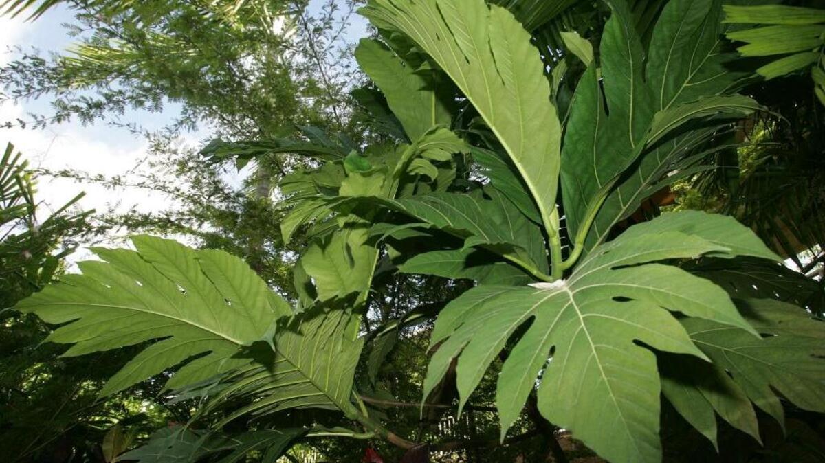 Un árbol de ‘breadfruit’ en Jungle Island, Miami.