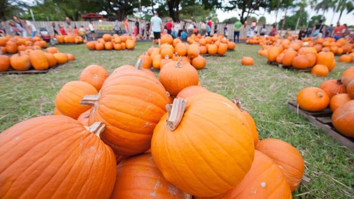 La calabaza normal, grande y de color naranja es ideal para decorar la entrada en Halloween y Thanksgiving.