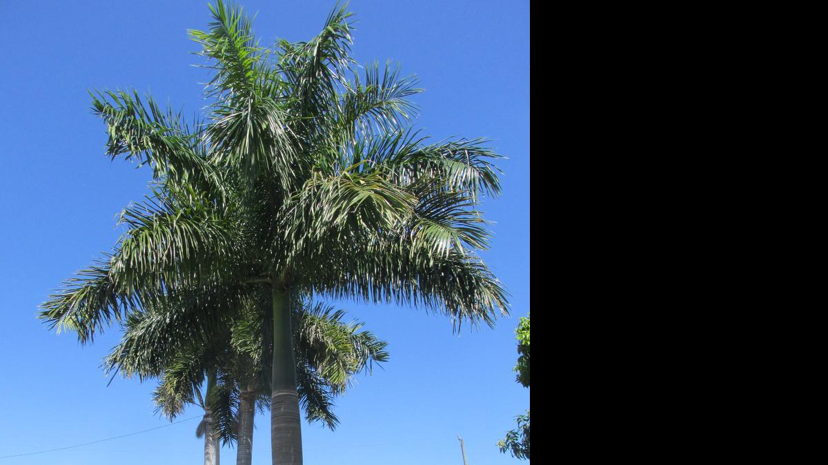 
Las palmas reales no se deben plantar muy cerca de las casas.
