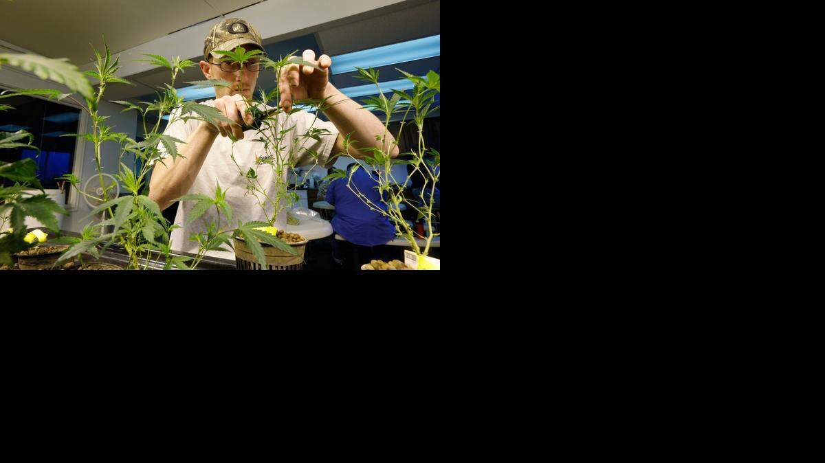 
Mike Thrapp, productor de marihuana, en Seattle, cuida de las plantas que serán empacadas y vendidas para uso recreativo. La marihuana de uso recreativo se vende legalmente en el estado desde el 8 de julio del 2014.


