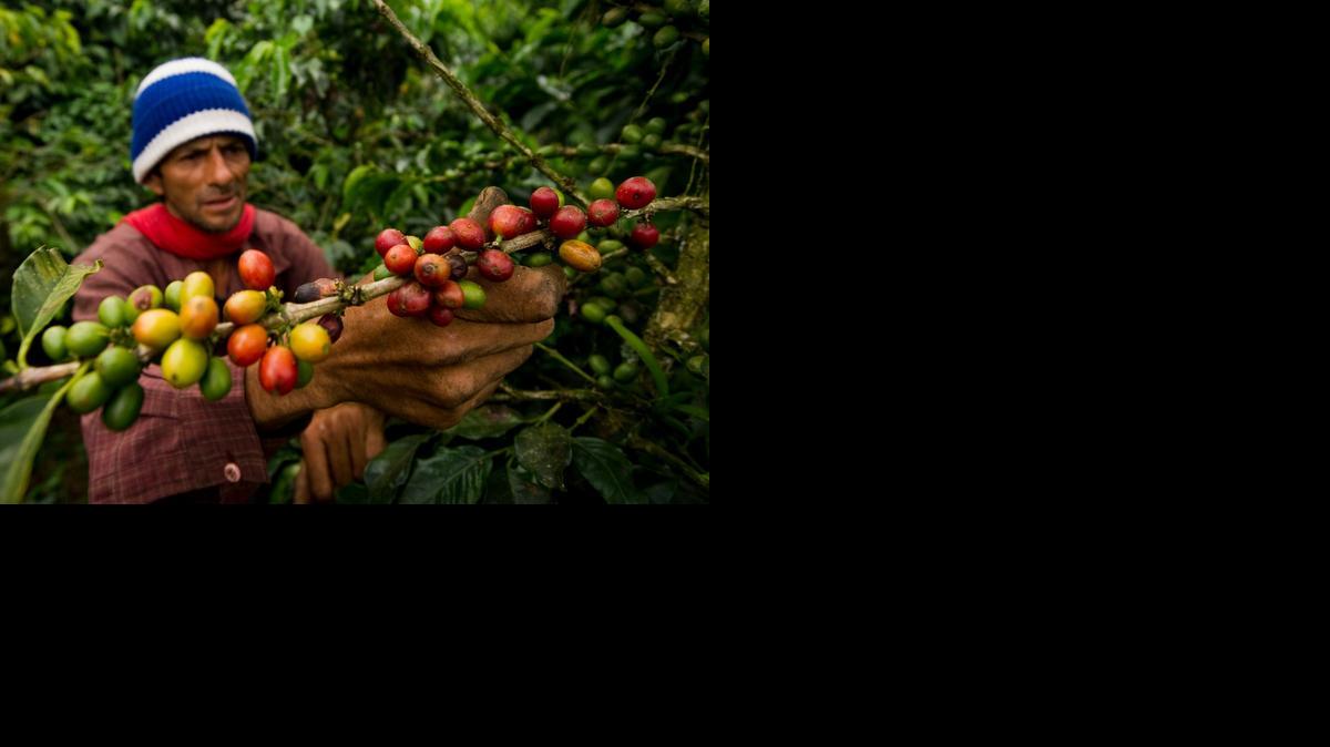 
Un campesino durante la recogida del café en una plantación en la Hacienda Villa Martha ubicada en la municipalidad de La Gloria, departamento de Risaralda, Colombia.


