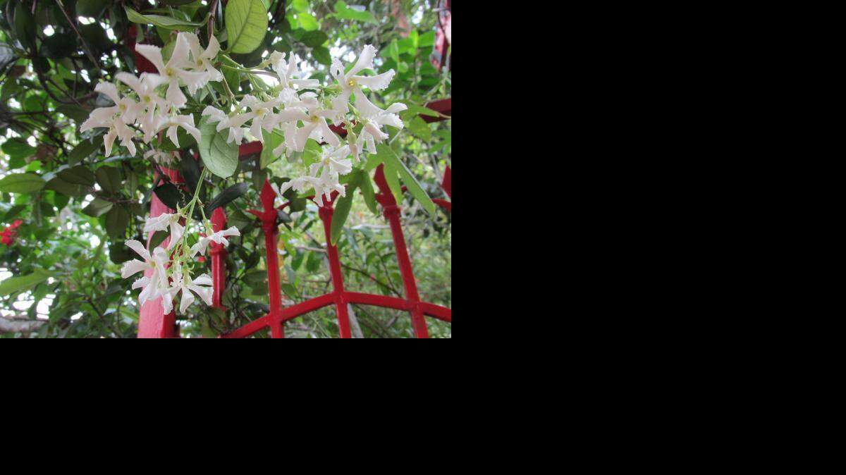 
Los jazmines, con su embriagador perfume, son ideales para las pérgolas de entrada.

