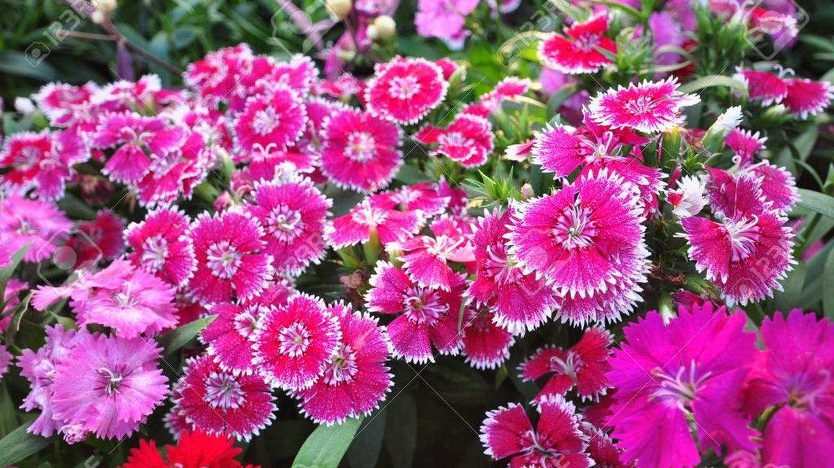 Dianthus.